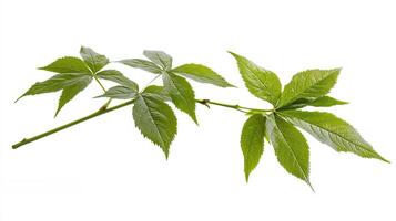 Branch with Green Leaves photo