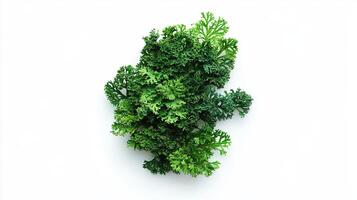 Artificial Green Plant, Sprig, Decoration photo
