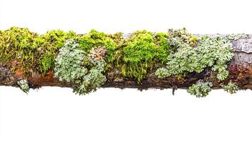 Moss and lichen on tree branch. Nature texture background. photo