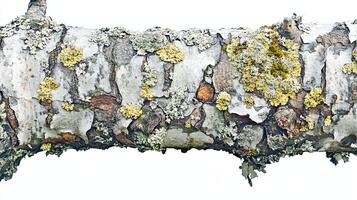 Birch tree branch with lichen texture photo