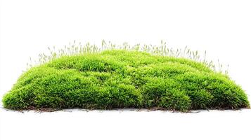 Green moss patch isolated on white background photo