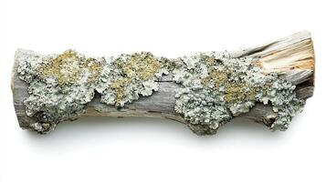 Lichen Covered Log photo
