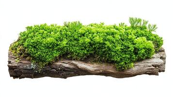 Green moss on wood. Nature, ecology, and environment concept. photo