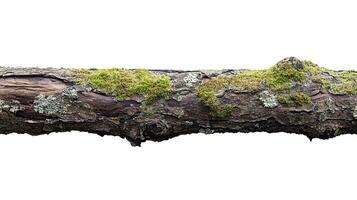Moss Covered Tree Branch photo