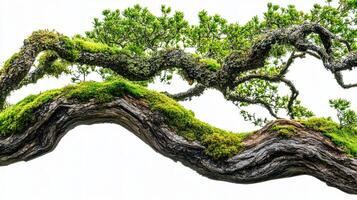 Moss Covered Tree Branch photo