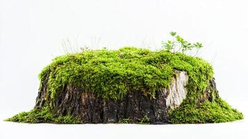 Moss Covered Tree Stump photo