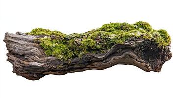 Moss Covered Log photo