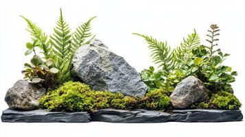 Miniature garden with ferns, moss, and rocks. Nature scene. photo