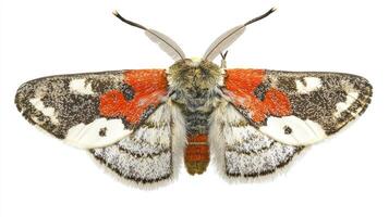Closeup of a moth with red and white markings. Insect photography. photo