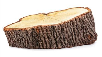 Tree bark slice, wood texture, natural wood photo