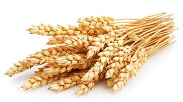Wheat Ears, Isolated on White Background. Concept of Agriculture, Food, and Grain. photo