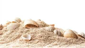 Seashells in Sand Pile on White Background photo