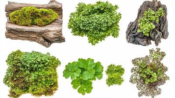 Moss and wood textures. Nature collection. photo