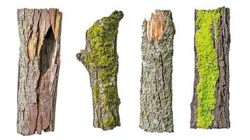 Four pieces of wood with moss and bark texture photo