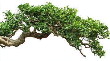 Green bonsai tree branch isolated on white background photo