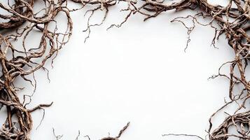 Dried Roots Frame on White Background photo