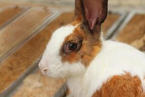 White rabbit face with brown circle pattern. The rabbit is sitting outdoors. photo