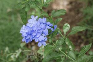 Plumbago auriculata macro. Beautiful flowers are blooming photo
