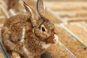 Brown Rabbit,rabbit,Easter Bunny, A brown rabbit with a bit of white mixed in is sitting outdoors. photo