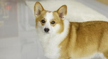 Pembroke Welsh Corgi looks at the camera , Welsh Corgi on the studio in the white background, isolated. photo