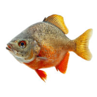 Oscars fish front view isolate on transparency background png