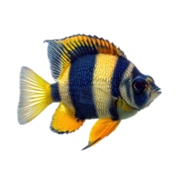 Damselfish isolate on transparency background png