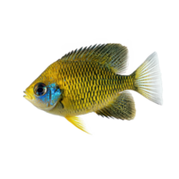 Damselfish side view isolate on transparency background png