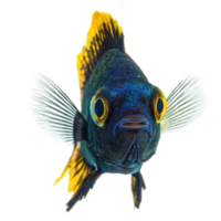 Damselfish front view isolate on transparency background png