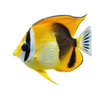 Butterflyfish side view isolate on transparency background png