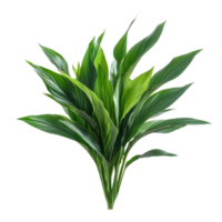 Aspidistra Elatior plant isolate on transparency background png