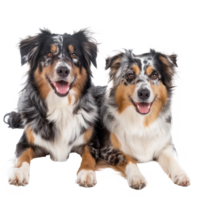 Australian Shepherds front view full body isolate on transparent background, png