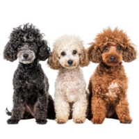 Poodles front view full body isolate on transparent background png