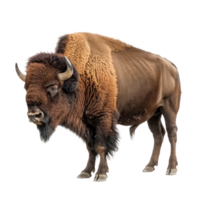 an image of a bison standing on a transparency background png