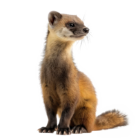 a weasel is standing on a transparency background png