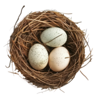 three eggs in a nest isolate on transparent background png