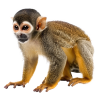 a small monkey standing on a transparent background png