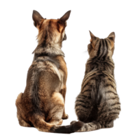 Back view of Dog and cat looking up the same direction, full body isolate on transparent background png