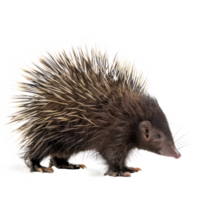 a porcupine standing on a transparent background png