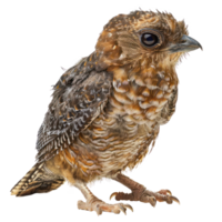 Oilbird front view full body isolate on transparent background, png