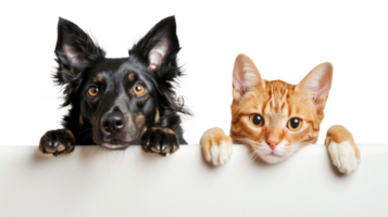 Dog and cat peeking over a blank white board isolate on transparent background png