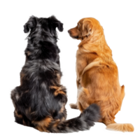 Rear view of cat and dog sitting and looking back at camera isolate on transparent background png