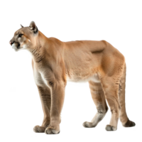 a puma is standing on a transparent background png