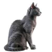 Russian Blues cat side view full body isolate on transparent background png