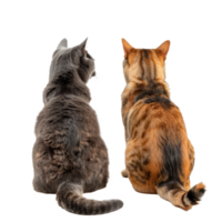Rear view of cat and dog sitting and looking back at camera isolate on transparent background png