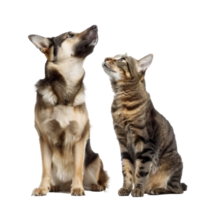 Attentive Dog and Cat Looking Up in Same Direction, standing full body isolate on transparent background png