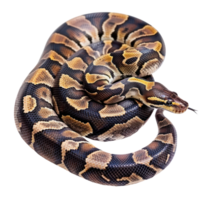 Ball Pythons pet side view full body isolate on transparent background, png