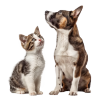 Attentive Dog and Cat Looking Up in Same Direction, standing full body isolate on transparent background png