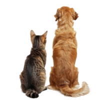 Back view of Dog and cat looking up the same direction, full body isolate on transparent background png