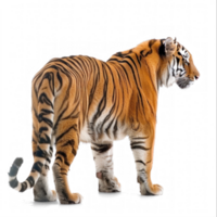 Royal tiger stand back view isolate on transparency background png