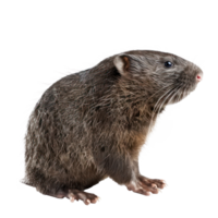 ein Ratte ist Stehen auf ein Transparenz Hintergrund png